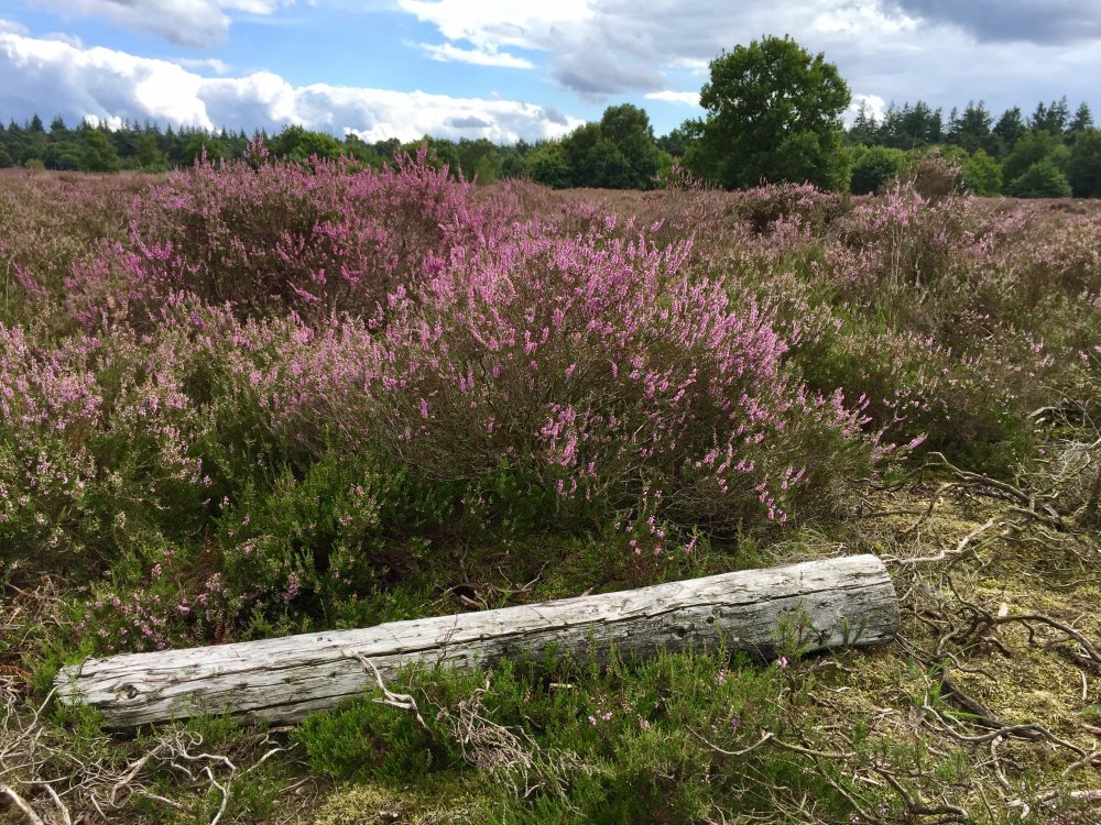 Ermelosche Heide