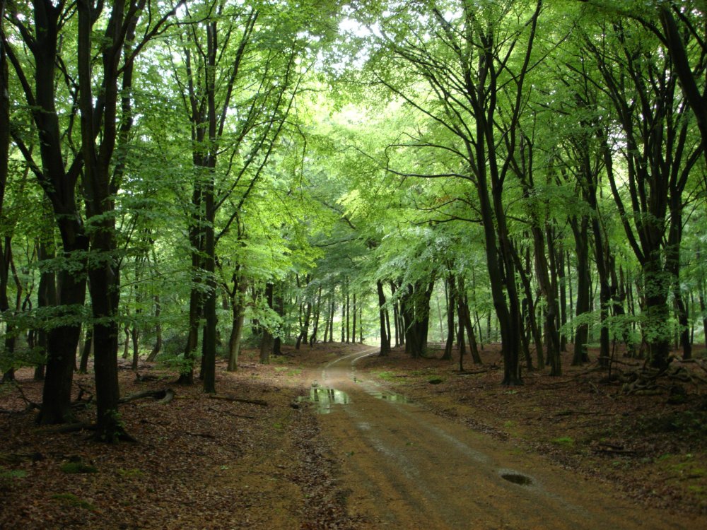 Ermelo's bospad in het voorjaar