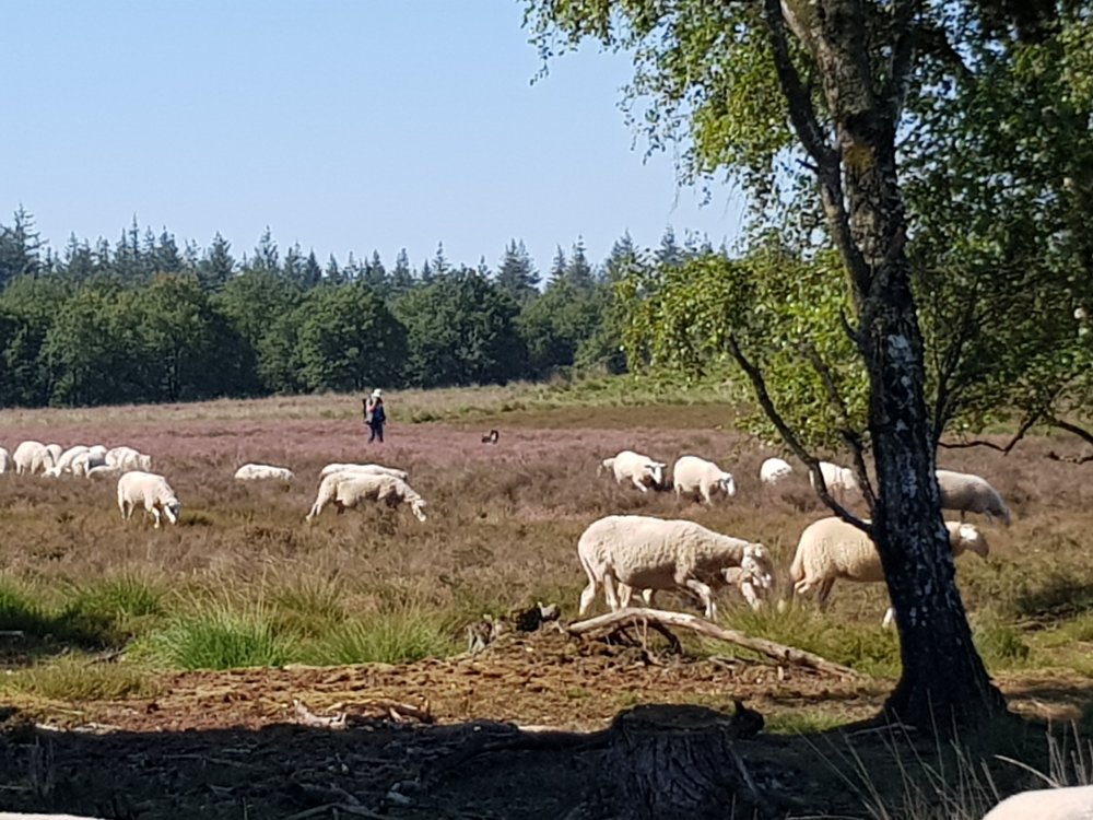 Schaapskooi-hei-ermelo