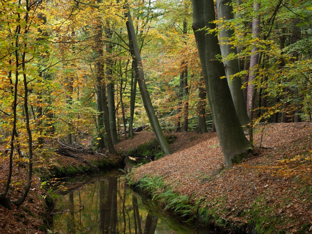 Herfst-bossen-ermelo